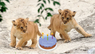 Two Cute Lions Sharing a Cake