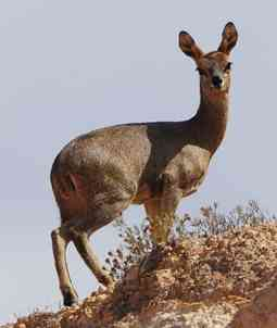 Rarely seen tiny antelope of the African heights.