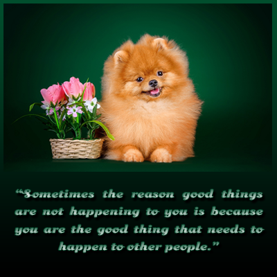 Dogie Cheer Up Message 