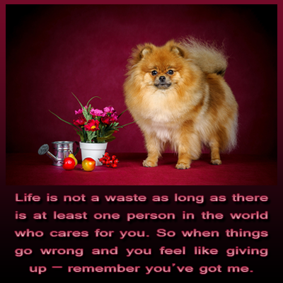 Dogie Cheer Up Message 
