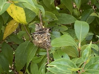 Hummingbirds