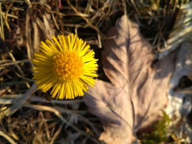 Flower and dead leaf. Original photo, taken April 2021