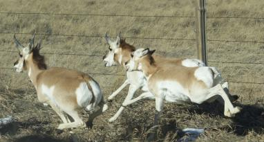 Pronghorn Antelope on back road of Montana