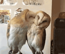 Two Very Special Owl