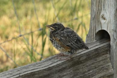 Rumpled little robin