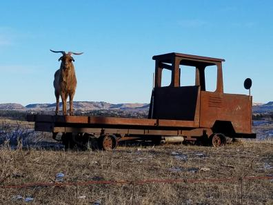 Billy Goat on the Harper place