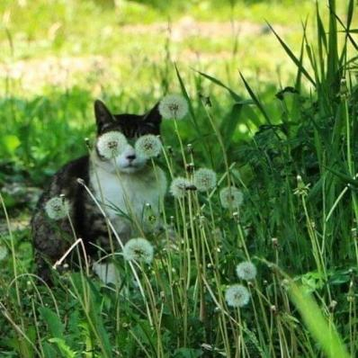 Cat in dandelions