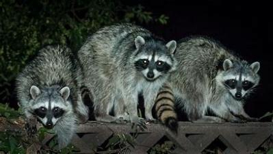 Three racoons