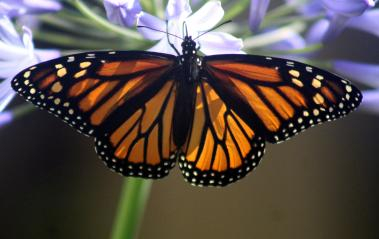 A beautiful Monarch butterfly
