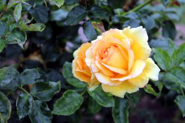 Shot in Balboa Park's Rose Garden