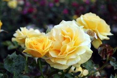 Shot in Balboa Park's Rose Garden