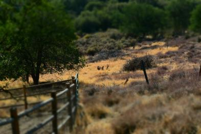 B&D Farms Wildlands (Conservation)