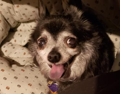 The furbaby that went to heaven most recently