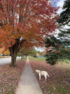 Daisy on one of our walks