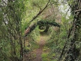 Illustration of a woodland path with shadowed eye.