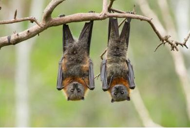 Bats hanging in a tree.