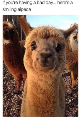 Smiling Alpaca