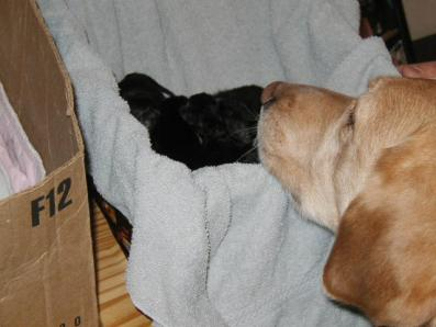 One of our Golden Retrievers checking out new-born kittens