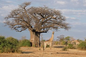 African baobab tree.