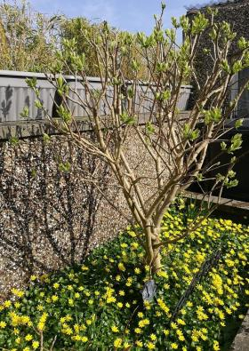 A lilac tree in our garden in remembrance of our daughter Lucy,