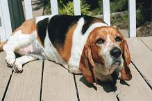 Our Beloved Basset Hound Boo Investigating the Summer Air