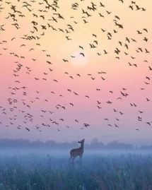 Birds rise en masse to meet the brightening sky as deer watches.