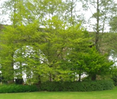 Some local trees in Spring.