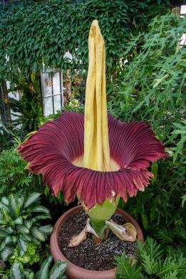 A Picture of the Corpse Flower