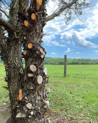 Tree in Tennessee