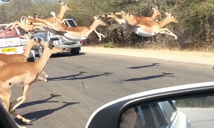 Impala herd leaping over a road.