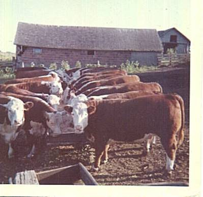 Photo Of Me & My Buddies On Grandpa O's Farm
