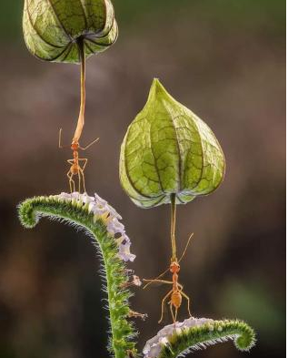 Ants carrying seedpods.