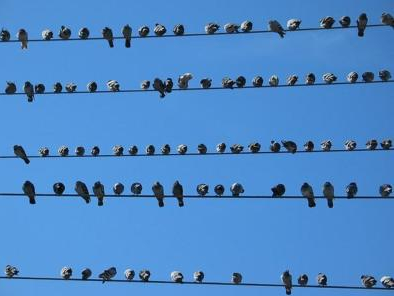 Birds lined up on telegraph wires.