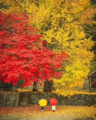 Red and yellow umbrellas, red and yellow leaves.