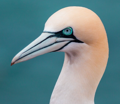 Photo of a gannet, a sea bird of the North Atlantic.