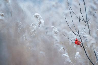 A Cardinal in winter