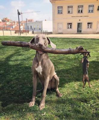 Dog pals sharing a stick.