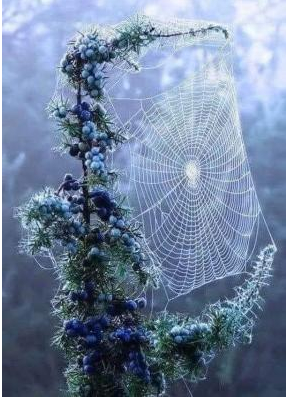 Dew laden web catchers the morning light.