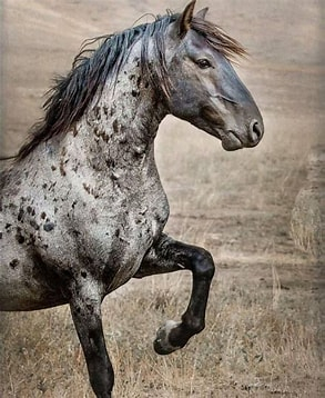 Grey Spotted Mustang