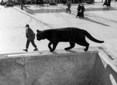Optical illusion of a man being followed by a giant cat.