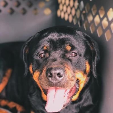 Ashley's Rottweiler 