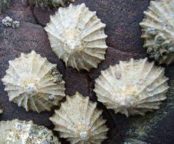 Limpets clinging to a rock at low tide.