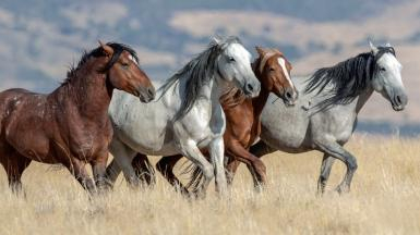 Wild Horses