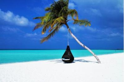 A hanging chair suspended from a bending palm tree.