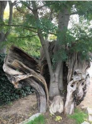 A sapling grows within the bole of a shattered old tree.