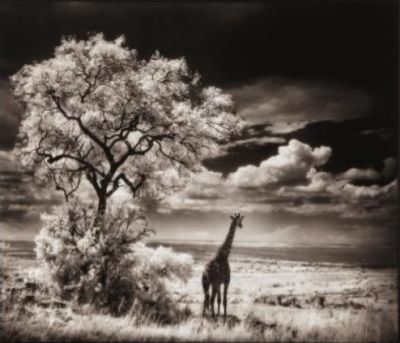 A giraffe stands in the shade of a tree.