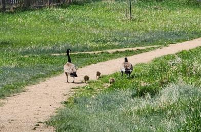 Geese and Goslings