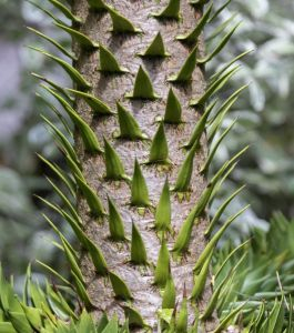 Photograph of the trunk of a monkey puzzle tree.