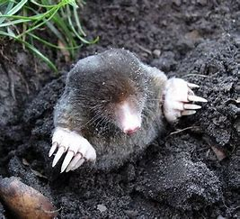 Ground Mole Image