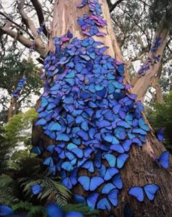Blue and pink butterflies on a tree trunk.